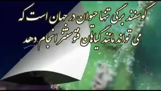 الله اکبر