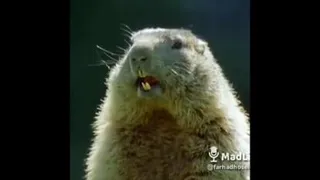 صداگذاری باحال دوبله مشهدی😂😂😂😂😂