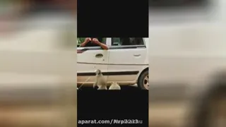 فیلم خنده دار _پلنگ