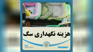 مستند کوتاه هزینه نگهداری سگ