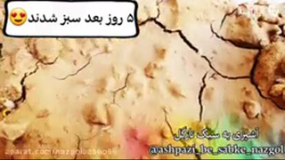 زعفران