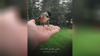 فهم ....