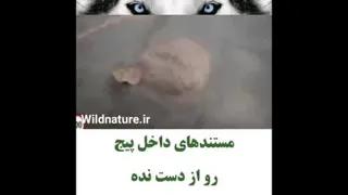 معجزه ی خداوند_این کلیپ رو حتما ببینید