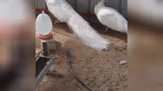 طاووس سیلور