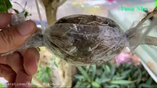 روش تکثیر درخت