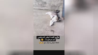 #جبار#میو؛
