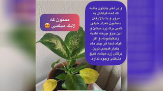 دیفن باخیات