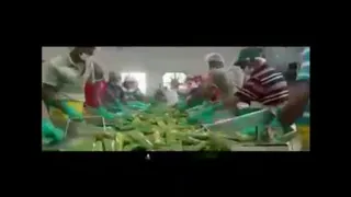 فوراور احمدی