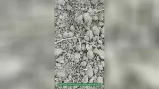کشت سیاه دانه در گلستان