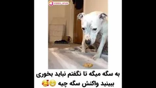 #سگ ها فهمیده اند