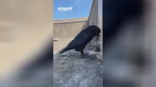 کلاغ سیاسی