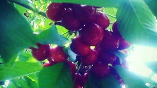 گیلاس دم کوتاه فرانسوی