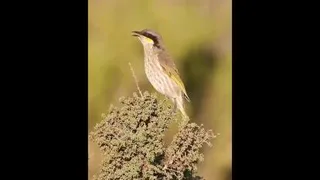 پرندگان