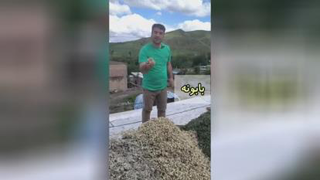 چای گونش_چای سلامتی