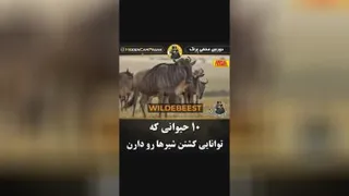 10,حیوانی که توانایی کشتن شیر را دارد