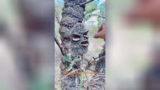 عجایب