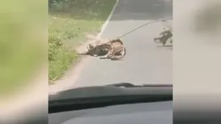 نجات آهوازچنگ مار