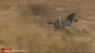 رازبقا