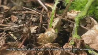 ❇️کلیپ زنده شدن دوباره - همراه با آیاتی از کلام الله قرآن کریم