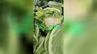 کلم صادراتی