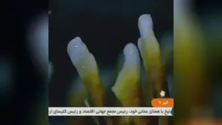 شبکه خبر درمورد قارچ گانودرما