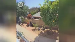 واکنش شجاعانه
