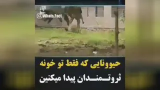 حیوانات