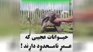 حیوانات