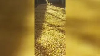 کشمش ملایر
