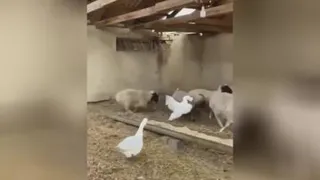 جواد
