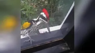 دارکوب شرخر 😂 جواد خواجوی