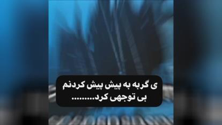 میزان علاقم به گربه‌ها