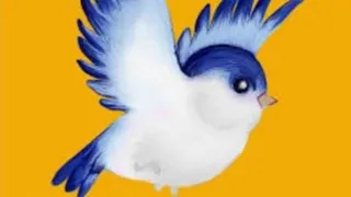 پرنده عجیب در جنگل های استرالیا