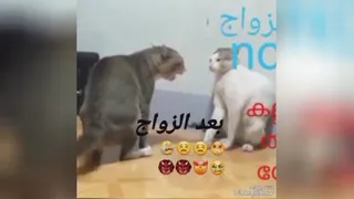 بعد و قب ل ازدواج