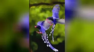 شگفتی های خلقت