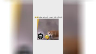 سگ کنترلی 😂😂😂