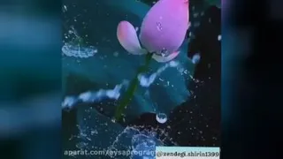 پرنده در جنگل