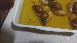 حمام کردن حلزون