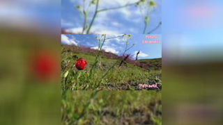  مجله روستای کلاته آهن/// طبیعت زیبای بهار