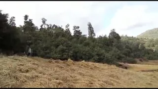 یک روز زیبا درجنگل وگندم زار