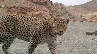 ثبت تصاویر و فیلم شگفت‌انگیز از چهار پلنگ ایرانی درحال تغذیه از لاشه یک گوزن زرد