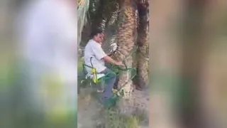 راهکاری برای چیدن خرما