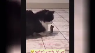 کلیپ خیلی جالب از دوتا گربه و موش بازیگوش