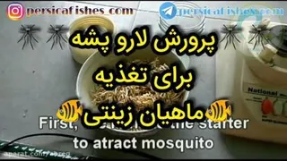 🔴اموزش تولید لارو پشه