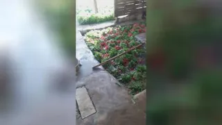 برداشت ترپچه