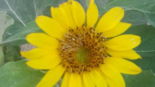 آموزش آینوتی