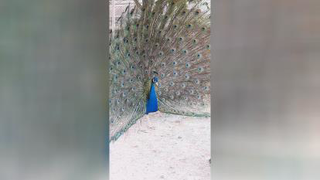 باغ پرندگان قمصر