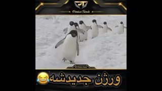 پنگوئن گنگ