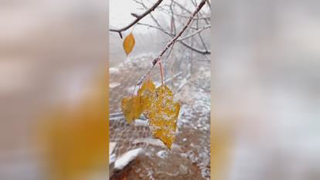 برگ دربرف