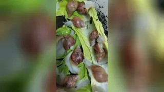 حلزونها